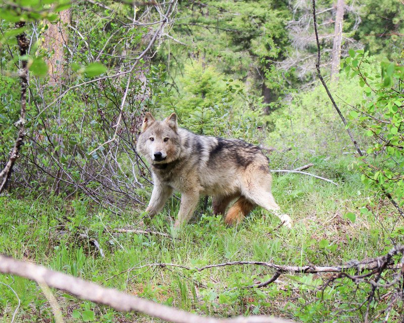 RSTeanaway_Wolf_WA_WFDW_FPWC-scr
