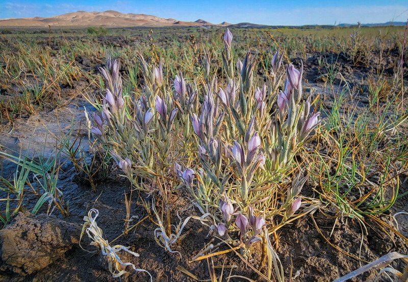 Tecopa birds beak pictured in Esmerelda County