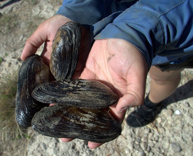 Texas hornshell