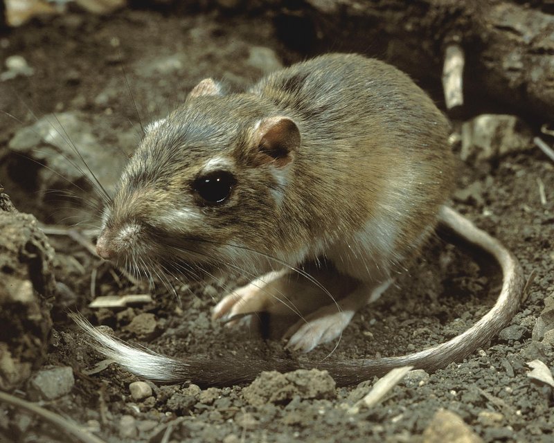 RSTexas kangaroo rat_TPWD