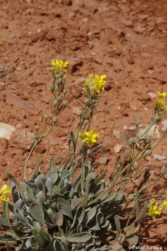 RSThick-leaf_bladderpod_Physaria_pachyphylla_Carb_Peter_Lesica_FPWC.jpg