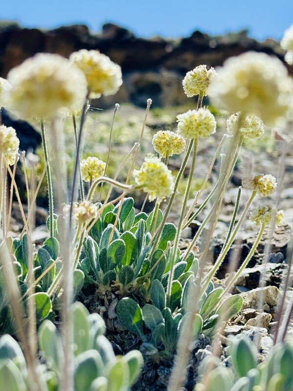 Tiehm's buckwheat