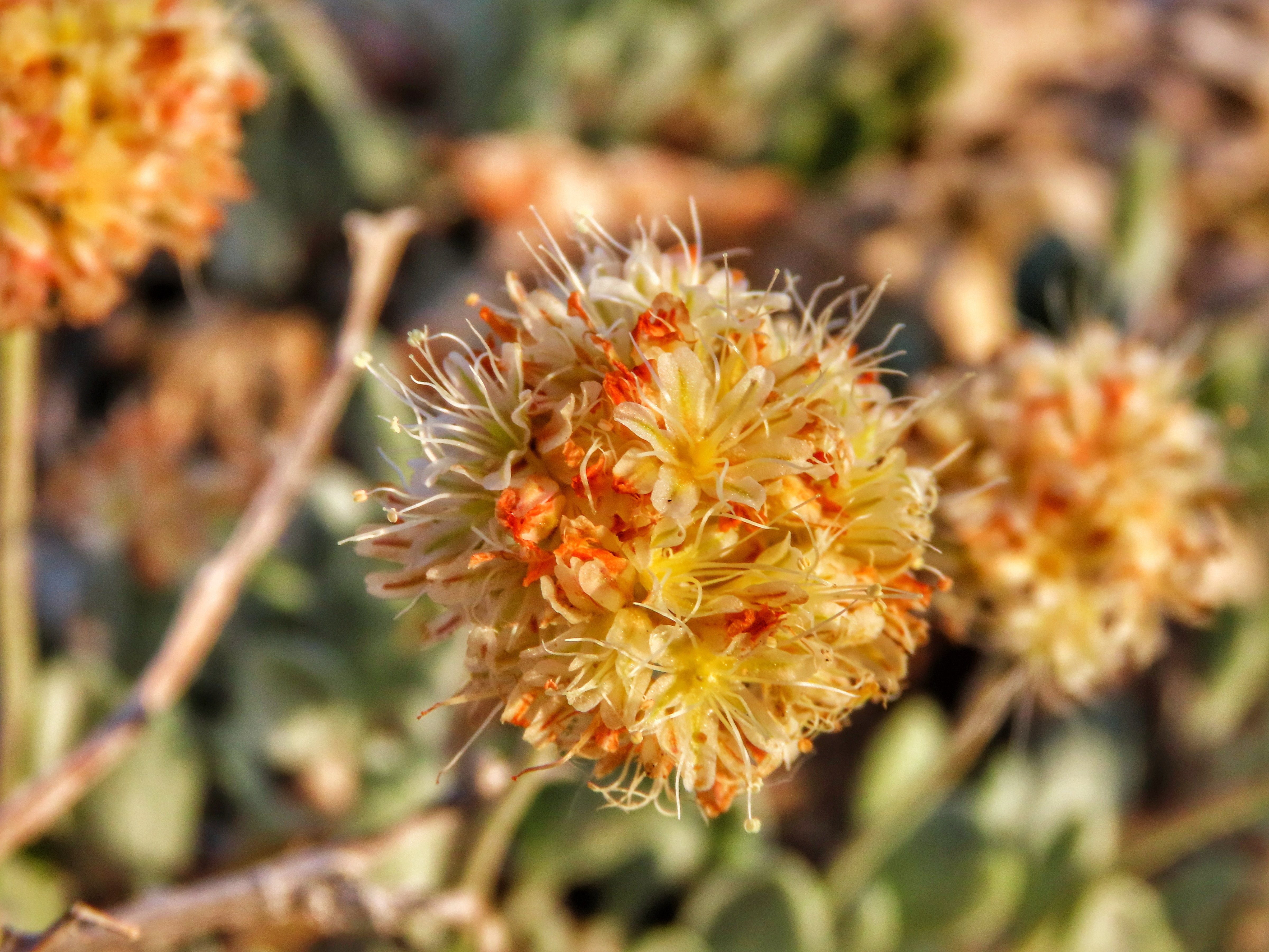 Legal Victory Compels Federal Government to Decide on Tiehm's Buckwheat Protections - Vimarsana News