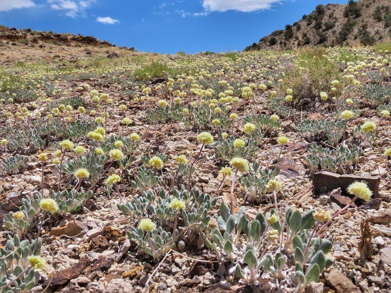 Field of blooming Tiehm's buckwheat