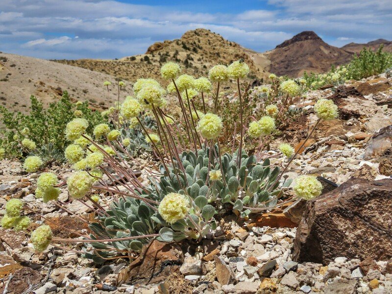 Tiehm's Buckwheat Moves Toward Endangered Species Act Protections - Center for Biological Diversity - Vimarsana News