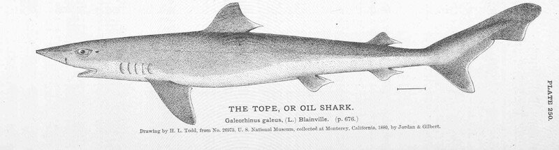 International Tope Shark Populations Proposed for Protection Under U.S. Endangered Species Act - Center for Biological Diversity