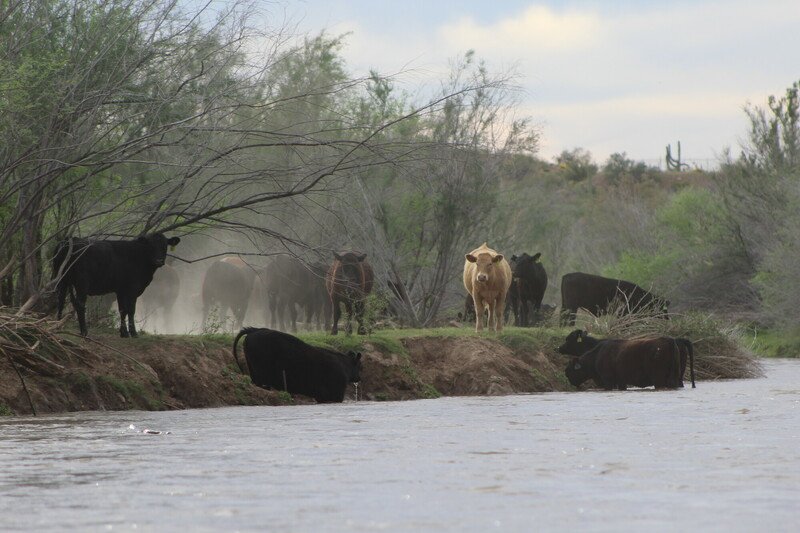 Cows causing bank erosion on Gila River