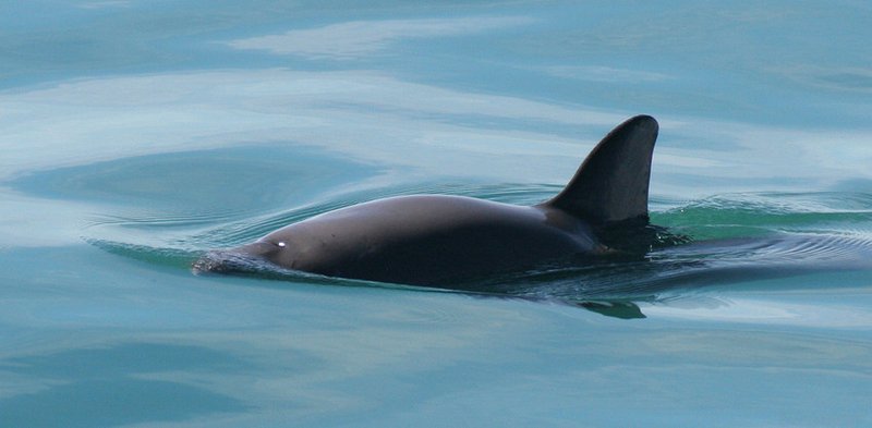 RSVaquita_PaulaOlson_NOAA_FPWC_PD-scr