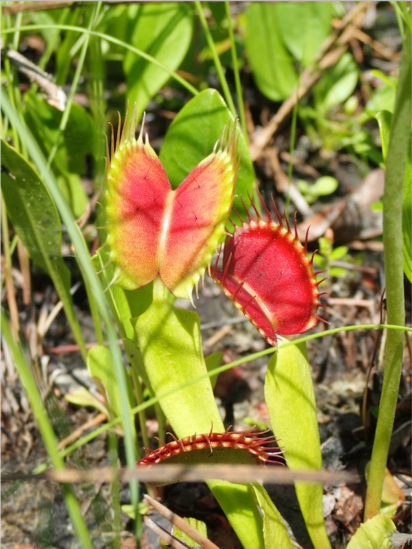 RSVenus_Flytrap_Dale_Suiter_USFWS_FPWC