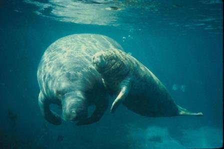 RSWestIndianManatee_USFWS_FPWC