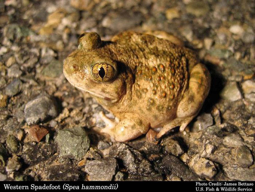 Western Spadefoot Recommended for California Endangered Species Review – Center for Biological Diversity