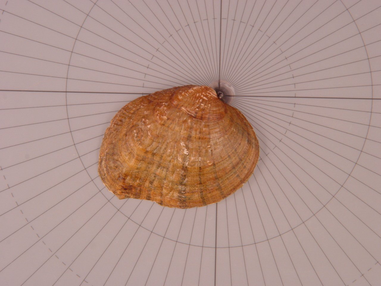 Two Freshwater Mussels Receive Endangered Species Act Protections in