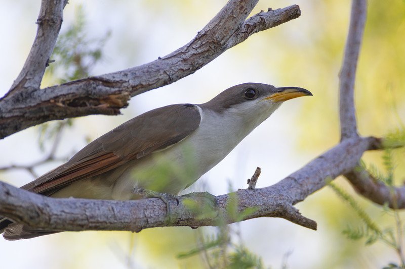 yellow-billed cuckoo