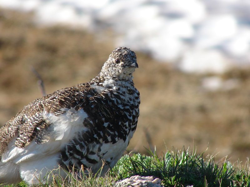 RSWhite-tailed_Ptarmigan_Peter_Plage_USFWS_FPWC(1)