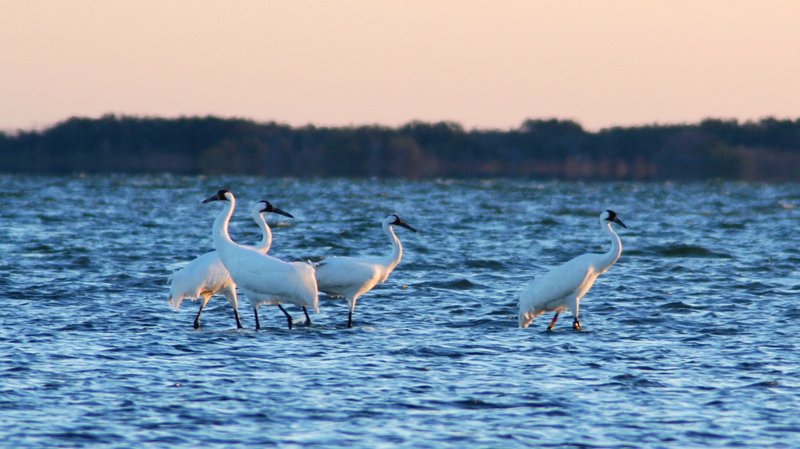 RSWhooping-Crane-Brett-Hartl-Center-for-Biological-Diversity-FPWC