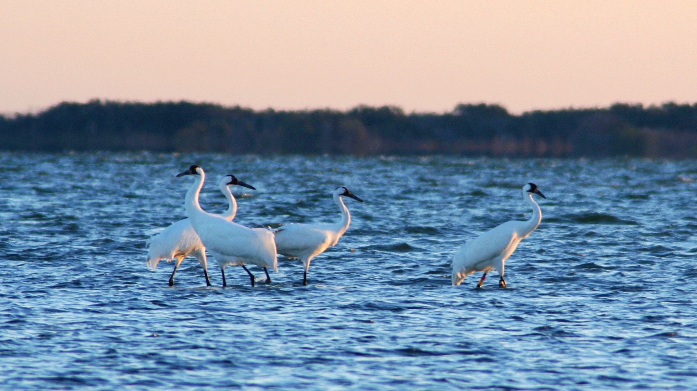 Reward Raised to $15,000 for Info on Louisiana Whooping Crane Killing - Vimarsana News