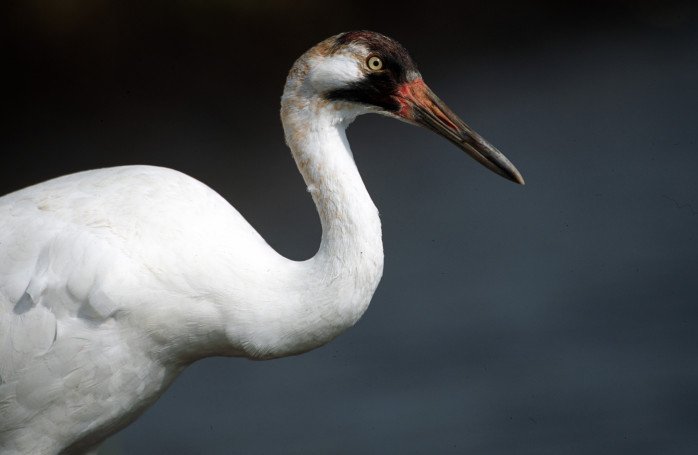 RSWhooping_crane_Ryan_Hagerty_USFWS