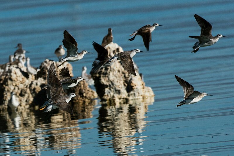 Wilson's phalarope mono lake