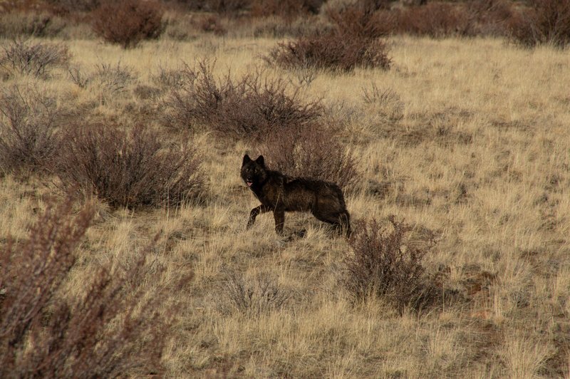 RSWolf-collaring-6-Byrtus-CAWP-FPWC-lpr