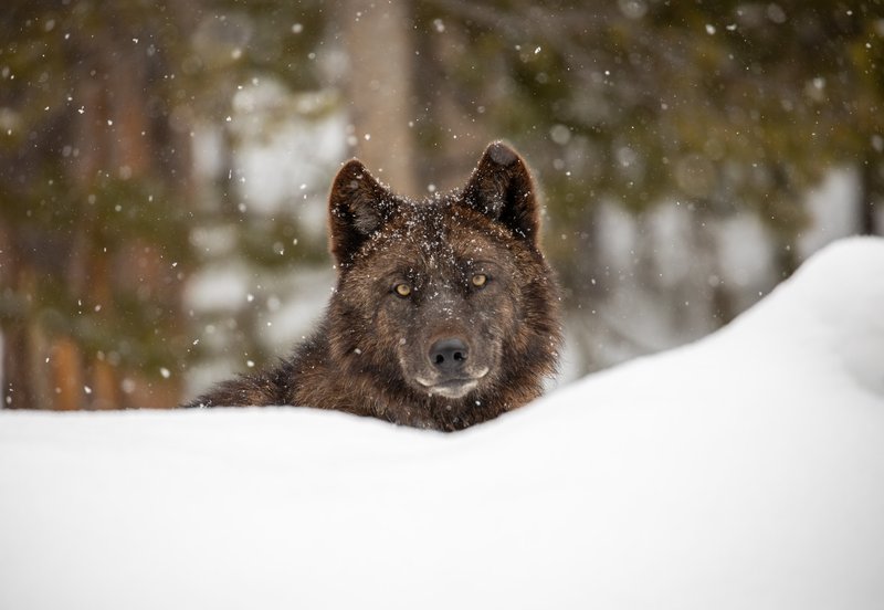RSWolf_Yellowstone_National_Park_Jim_Peaco_NPS_FPWC-scr.jpg