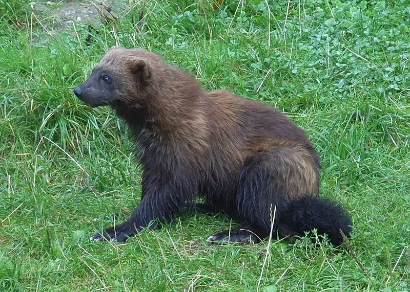 Court Restores Wolverine Protections While Agency Reconsiders Endangered Species Decision - Vimarsana News