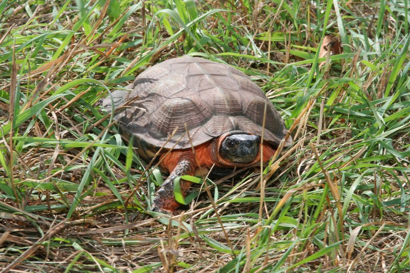 Wood_Turtle
