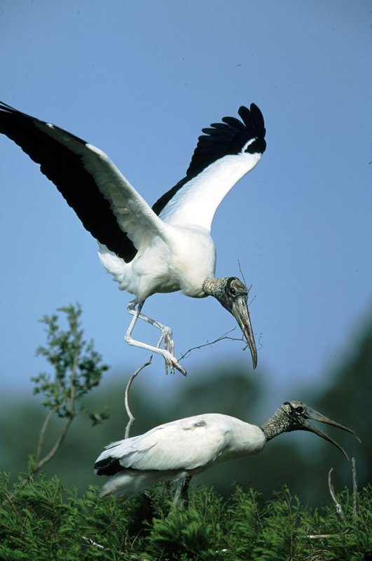 RSWood_stork_Eric Horan_USFWS_FPWC-scr