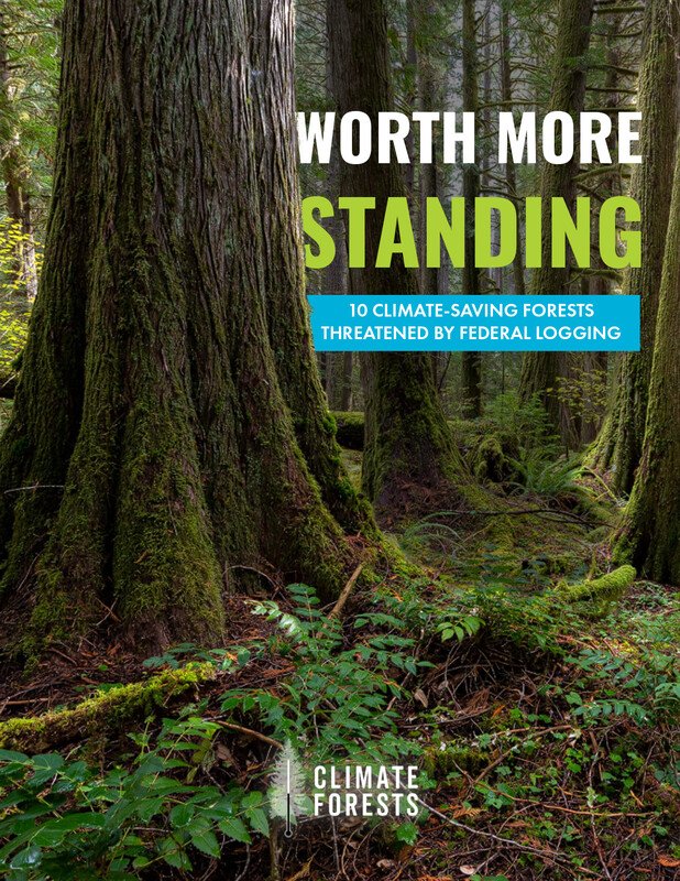 Report: Federal Logging Projects Put 10 Climate-Saving Forests on Chopping Block - Vimarsana News