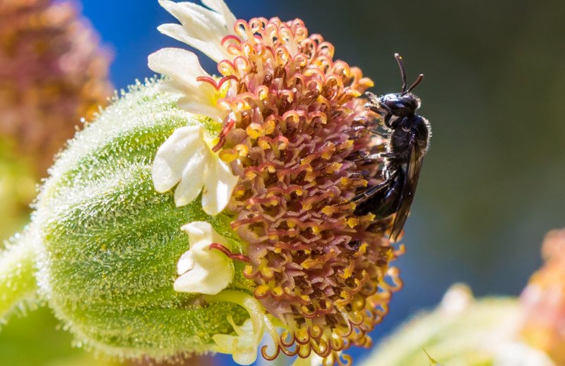 RSYellow-faced_bee_Janice_Wei_NPS_FPWC-scr