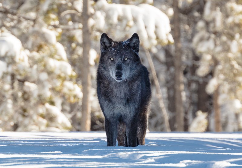 RSYellowstone_wolf_National_Park_Service_Jacob_Frank_Public_Domain_FPWC_2