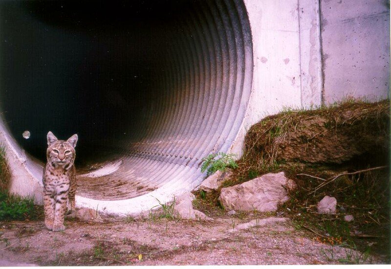 RSbobcat_at_culvert_NPS-scr(1)
