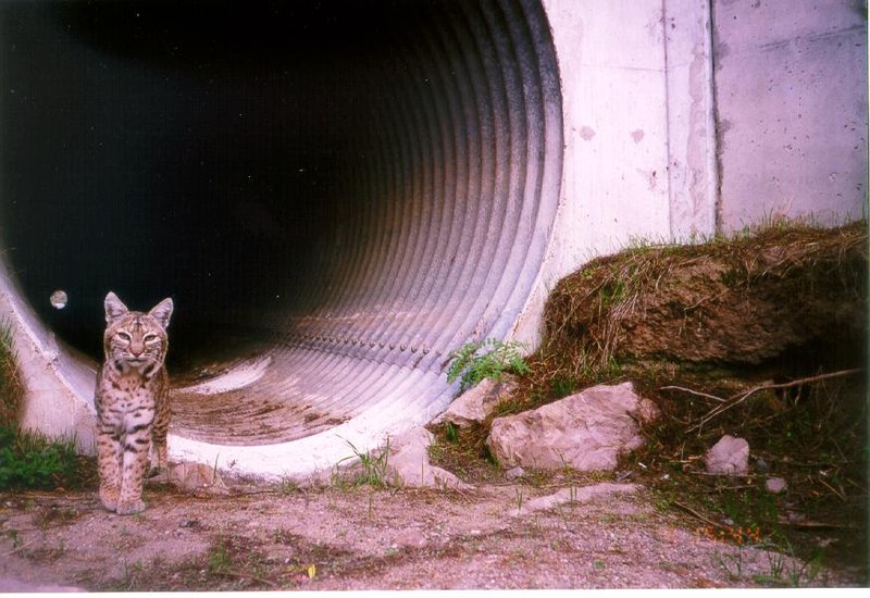 RSbobcat_at_culvert_NPS