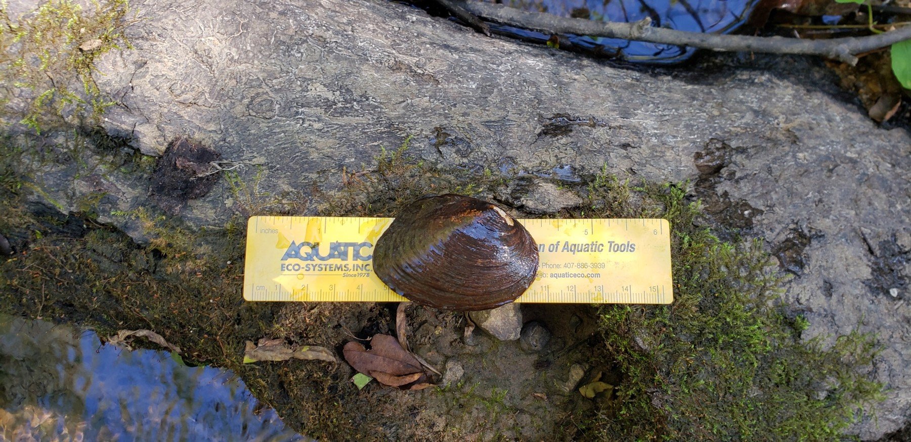 Rare Alabama Mussel Saved From Certain Extinction - Vimarsana News