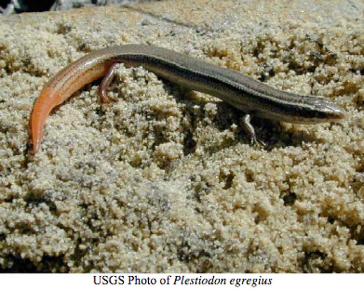 RScedar_key_mole_skink_USGS_FPWC