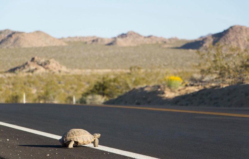 RSdesert_tortoise_crossing_road_ Brad_Sutton_NPS