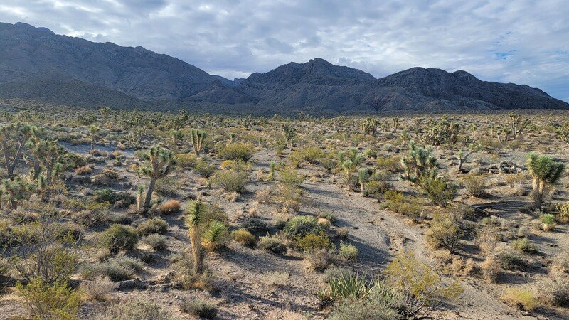 RSdesert_tortoise_habitat-scr