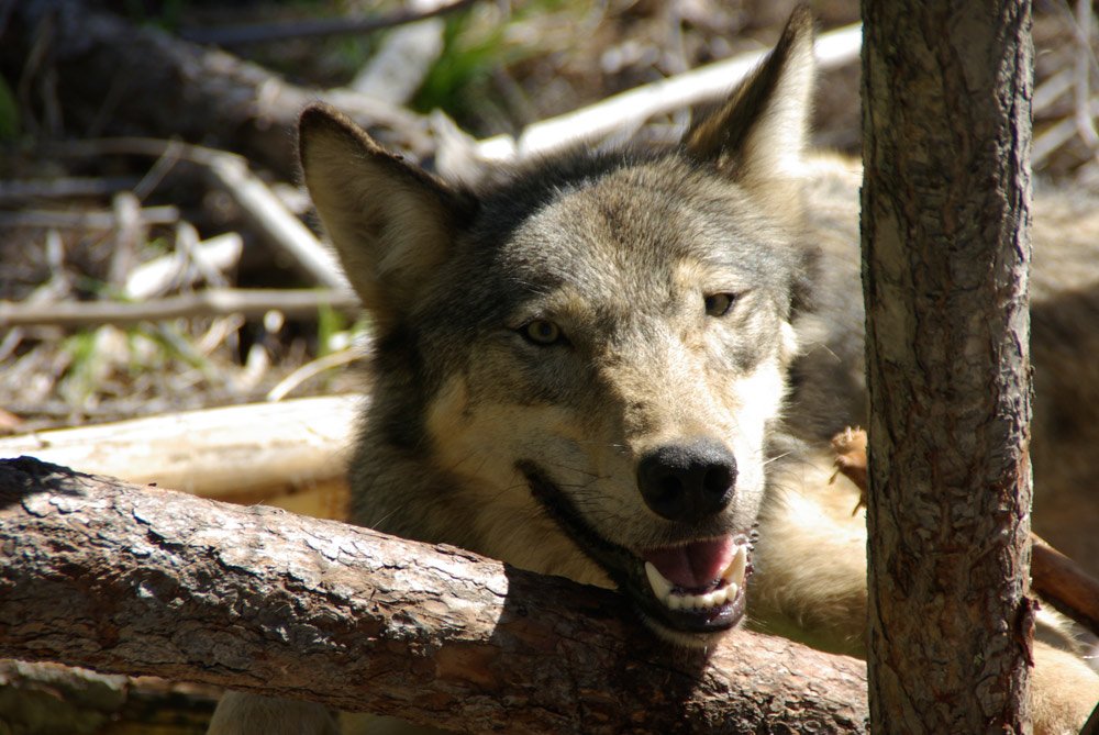Gov. Inslee Orders Rework of Washington's Wolf-Killing Policies - Center for Biological Diversity - Vimarsana News
