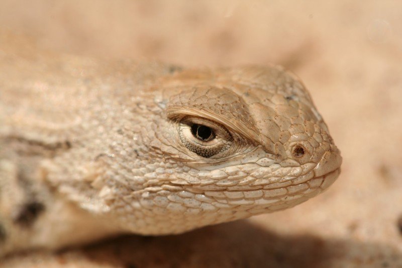 RSdunes_sagebrush_lizard_USFWS_FPWC-scr