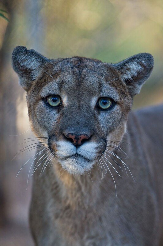 Female mountain lion