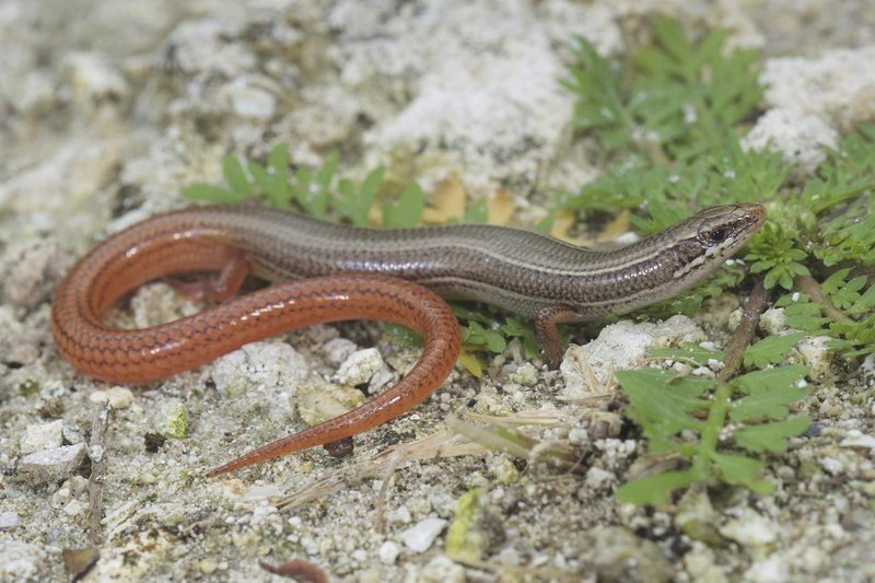 RSflorida_keys_mole_skink_Mays_Jonathan_FWC