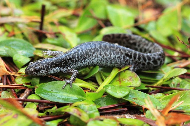 RSfrosted_flatwoods_salamander_USGS_FPWC_PD