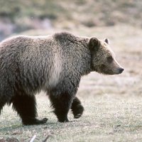 RSgrizzly_yellowstone_national_park_Kim_Keating_USGS_FPWC