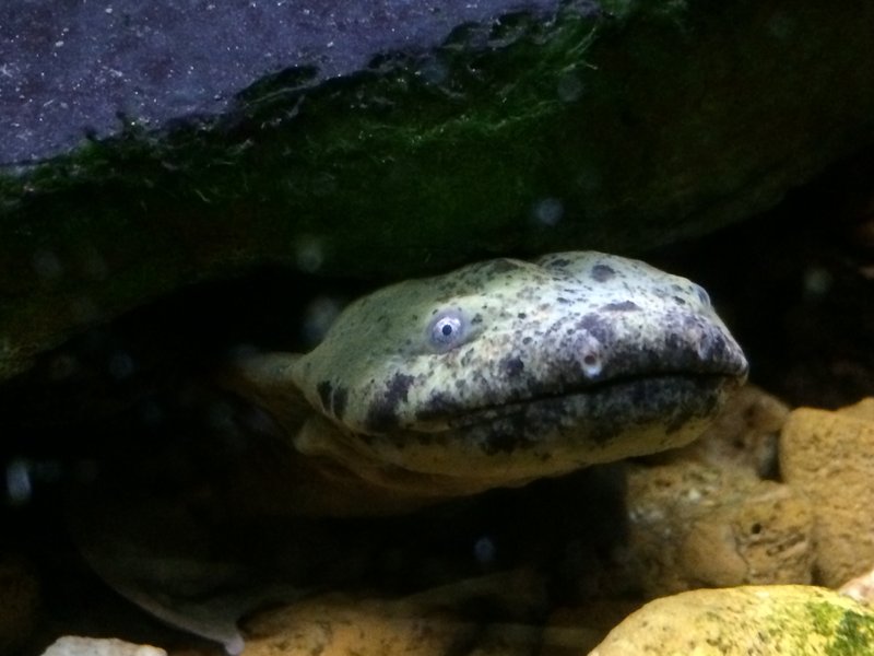 RShellbender_Tierra_Curry_Center_for_Biological_Diversity_FPWC