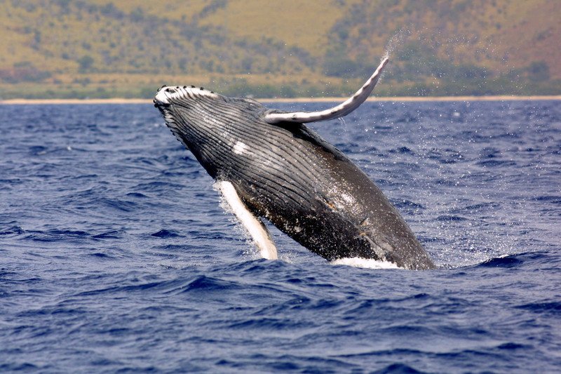 RShumpback-whale-NOAA-FPWC-scr