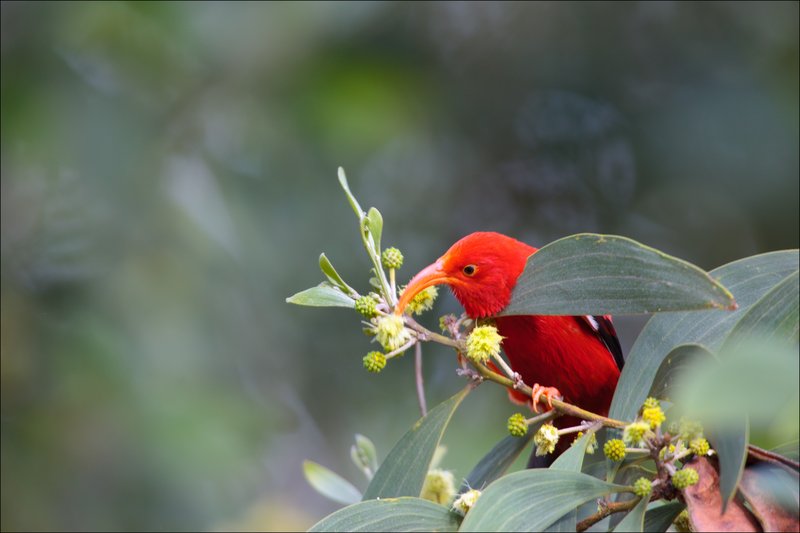 RS'i'iwi_scarlet_honeycreeper_Ludovic_Hirlimann_flickr_FPWC_OK_Media_Use