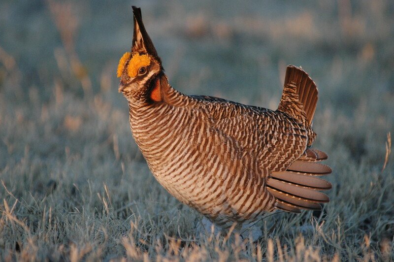 RSlesser-prairie-chicken-Patricia-Zenone-usfws-scr