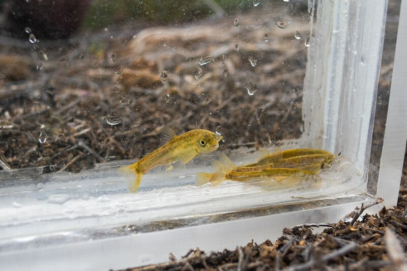 Long Valley speckled dace