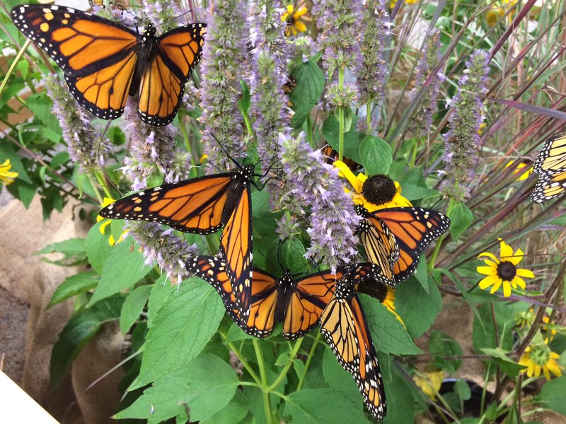 RSmonarch_butterfly_Collette_Adkins_CBD_FPWC