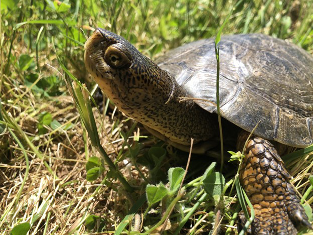 RSnorthwestern-pond-turtle-usgs