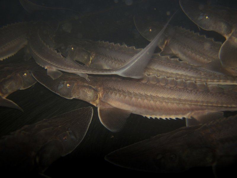 RSpallid_sturgeon_USFWS_FPWC-scr